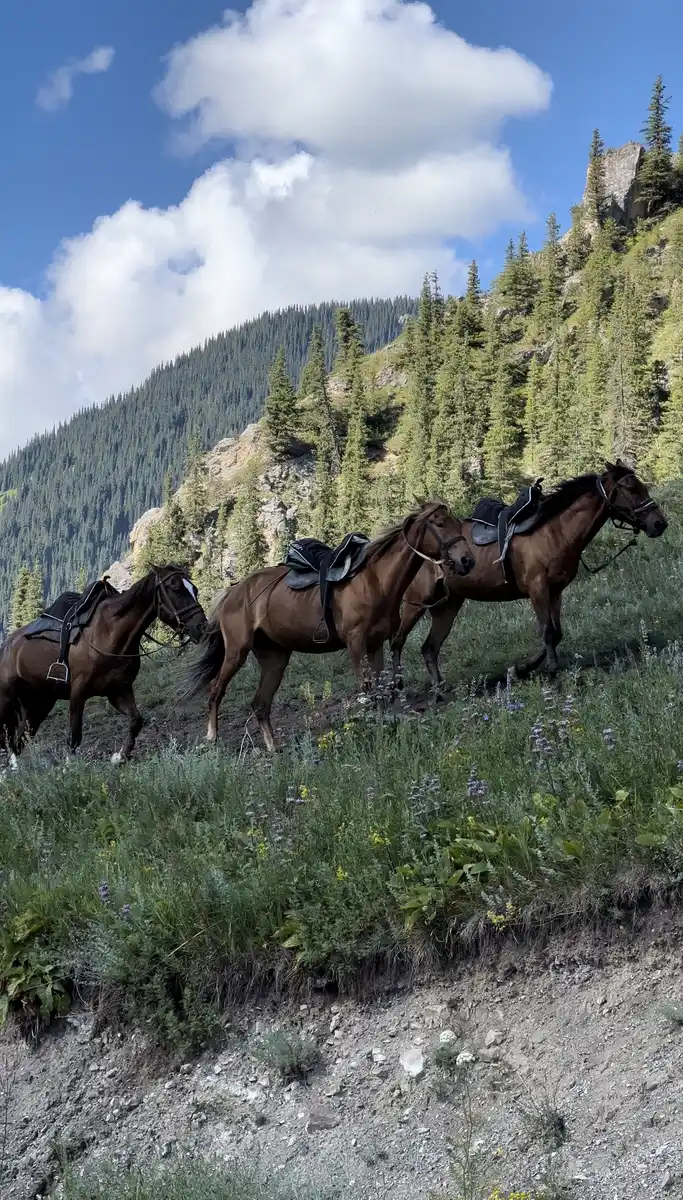 Horse tours
